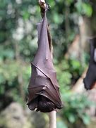 Image result for Resting Bat Pose
