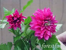Image result for Rubus spectabilis Flore Pleno