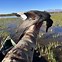 Image result for Duck Pond Desert Wind