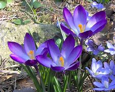 Image result for Crocus tommasinianus Ruby Giant