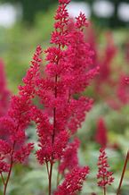 Image result for Astilbe Red Sentinel (Japonica-Group)