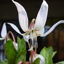 Image result for Erythronium dens-canis Snowflake