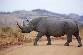 Image result for Wild Animals Found in Kenya