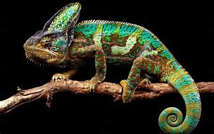 Image result for chameleon