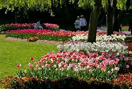 Image result for Tulip Top Gardens