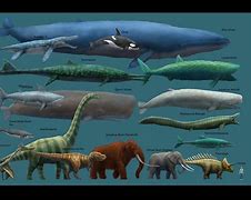 Image result for What Is the Biggest Animal to Ever Exist