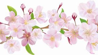 Image result for Apple Blossom Flower Clip Art