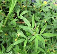 Image result for Stylo Plant