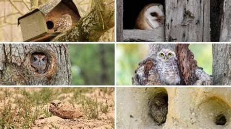 Image result for Spider Poop Remover