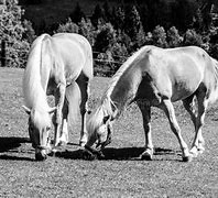 Image result for Palomino Horse Breeds