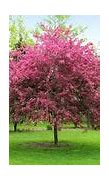 Image result for Crab Apple Trees Zone 10