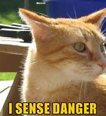 Image result for Danger Cat Memes
