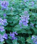 Image result for Catmint vs Catnip