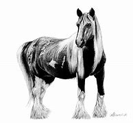 Image result for Draft Horse Drawing