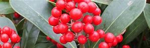 Image result for Skimmia japonica Keessen