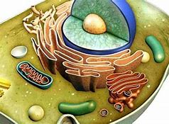 Image result for Cell Biologist