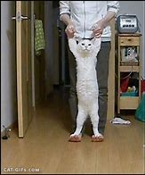 Image result for Walking Cat Funny Meme