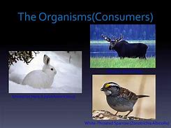 Image result for Consumer Organism