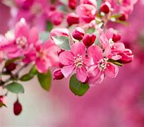 Image result for Crabapple Tree Blossoms