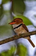 Image result for Bucco Bucconidae