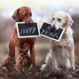 Image result for Dog New Year Resolutions