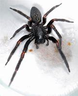Image result for Black House Spider White