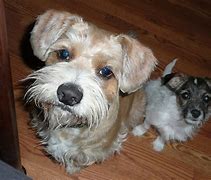 Image result for Good Luck Puppy