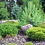 Image result for Dwarf Pine Trees for Landscaping