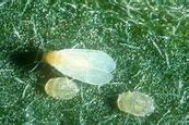 Image result for "greenhouse-whitefly"