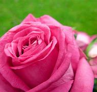 Image result for Lovely Rose
