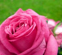 Image result for Pics of Pink