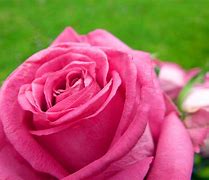 Image result for Pink Rose iPhone SE 5