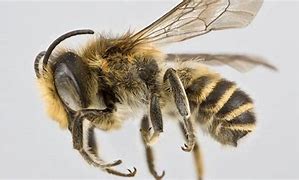 Image result for Biggest Bee in History