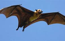 Image result for Types of Bats Species