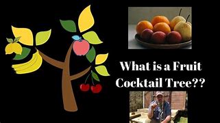 Image result for Fruit Cocktail Apple Tree