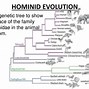Image result for Hominidae Tree