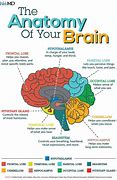 Image result for Brain Part Infographic