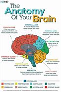 Image result for Human Brain Psychology