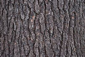 Image result for tree bark textures