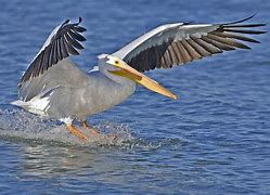 Image result for Pelican Liberty Kayak