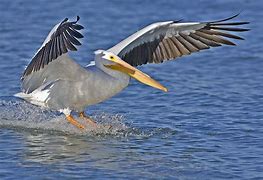 Image result for Pelican On Beach