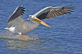 Image result for Pelican On Beach