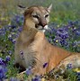 Image result for Fauna
