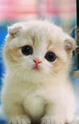 Image result for Kitten Cute Animal in the World