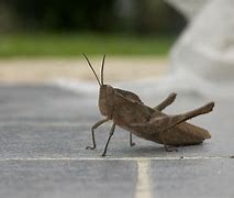 Image result for Cricket Animal That Go in Home