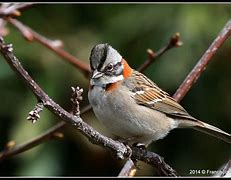 Image result for co_to_znaczy_zonotrichia_capensis