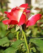 Image result for Kordes Perfecta Hybrid Tea Rose