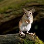 Image result for Species of Mouse