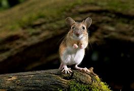 Image result for Yellow Mouse