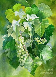 Watercolor Painting - Green Grapes And Leaves by Sharon Freeman | Grape painting, Fruit painting, Leaf art